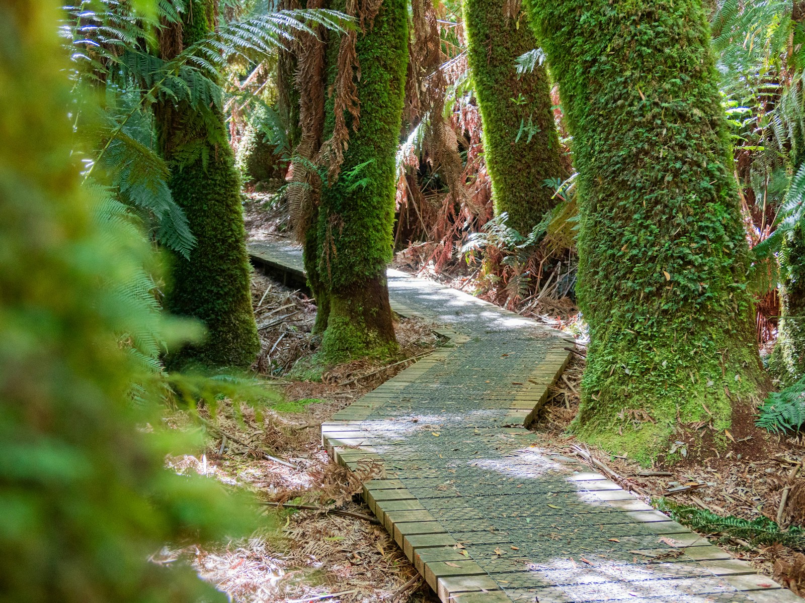 gray concrete pathway between green plants during daytime